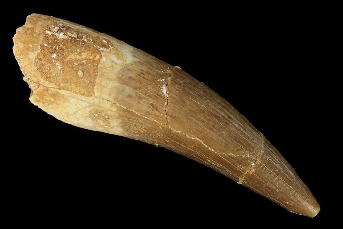 Fossil Plesiosaur (Zarafasaura) Tooth - Morocco #166714